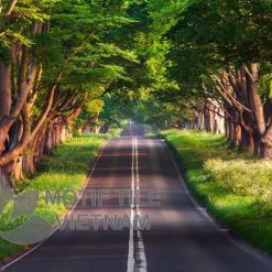 Tranh gạch ốp tường chủ đề rừng cây 16 Tranh gạch ốp tường chủ đề rừng cây