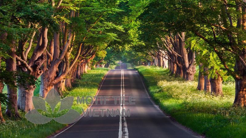 Tranh gạch ốp tường chủ đề rừng cây 8 Tranh gạch ốp tường chủ đề rừng cây