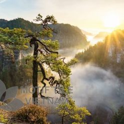 Tranh gạch ốp tường chủ đề rừng cây