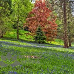 Tranh gạch ốp tường chủ đề rừng cây