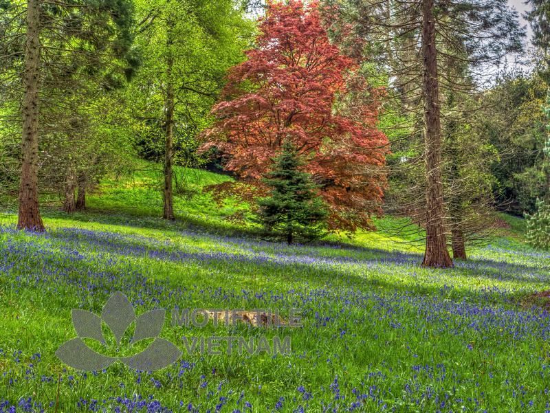 Tranh gạch ốp tường chủ đề rừng cây 5 Tranh gạch ốp tường chủ đề rừng cây