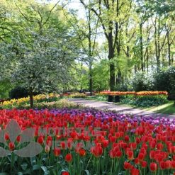 Tranh kính ốp tường hoa tulip 22 Tranh kính ốp tường hoa tulip