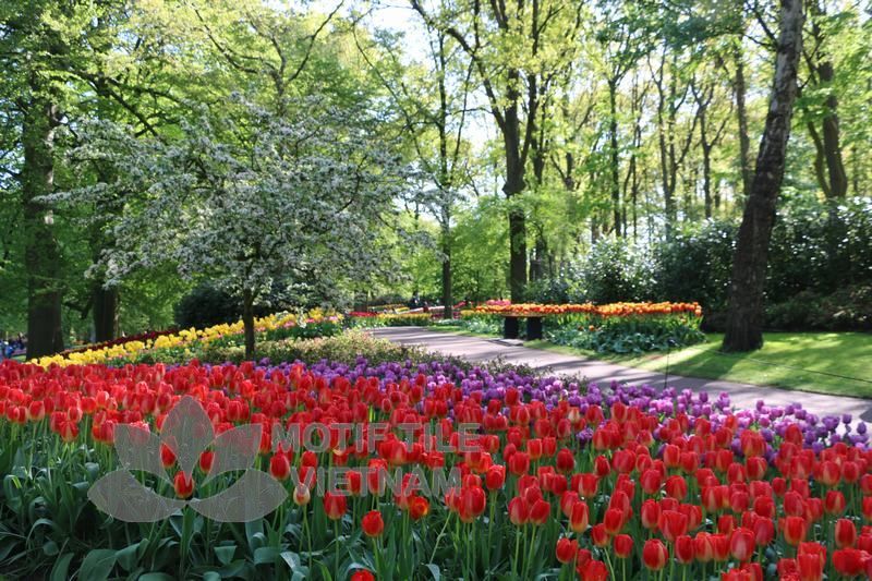Tranh kính ốp tường hoa tulip 11 Tranh kính ốp tường hoa tulip