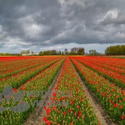 Tranh kính ốp tường hoa tulip