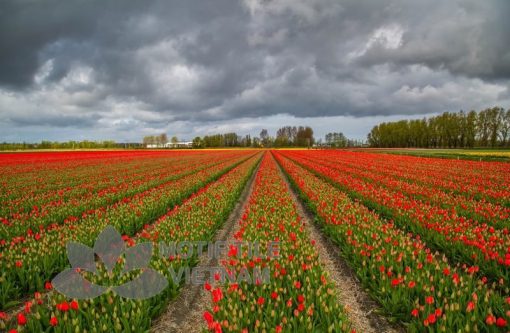Tranh kính ốp tường hoa tulip