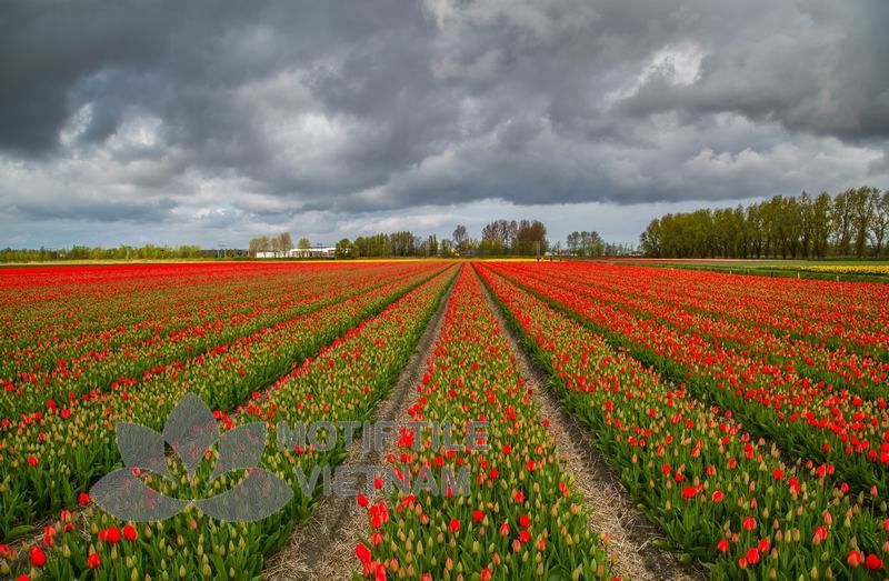 Tranh kính ốp tường hoa tulip 1 Tranh kính ốp tường hoa tulip