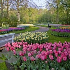 Tranh kính ốp tường hoa tulip