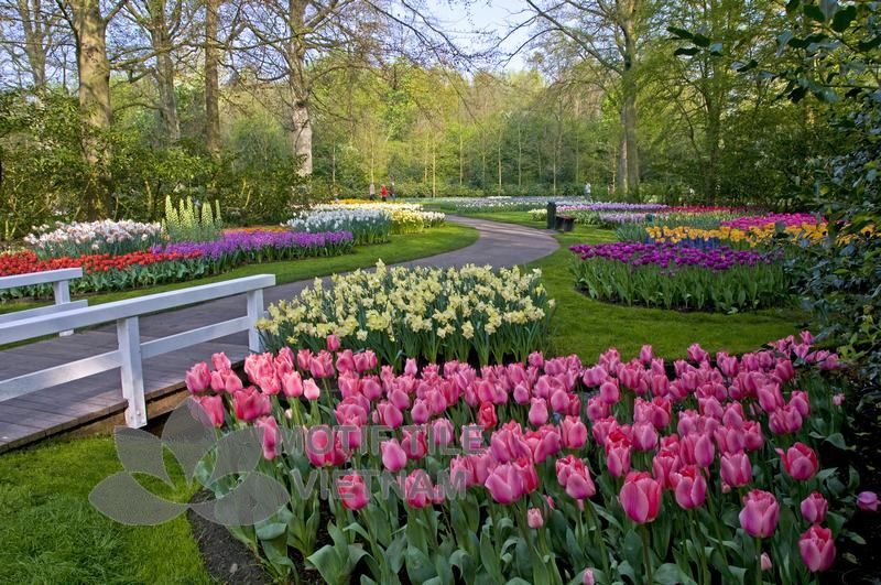 Tranh kính ốp tường hoa tulip 9 Tranh kính ốp tường hoa tulip