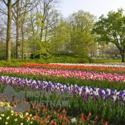 Tranh kính ốp tường hoa tulip 19 Tranh kính ốp tường hoa tulip