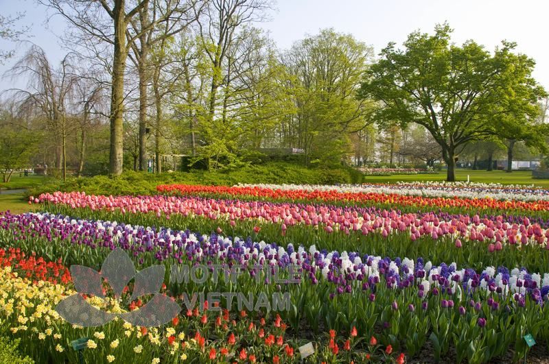 Tranh kính ốp tường hoa tulip 8 Tranh kính ốp tường hoa tulip