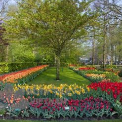 Tranh kính ốp tường hoa tulip 18 Tranh kính ốp tường hoa tulip
