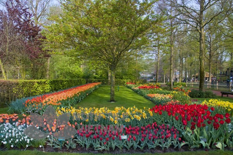 Tranh kính ốp tường hoa tulip 7 Tranh kính ốp tường hoa tulip