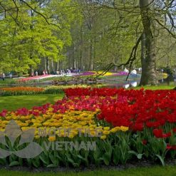 Tranh kính ốp tường hoa tulip 16 Tranh kính ốp tường hoa tulip