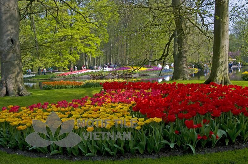 Tranh kính ốp tường hoa tulip 5 Tranh kính ốp tường hoa tulip