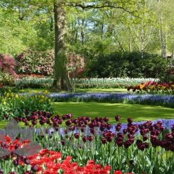 Tranh kính ốp tường hoa tulip 17 Tranh kính ốp tường hoa tulip