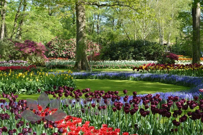 Tranh kính ốp tường hoa tulip 6 Tranh kính ốp tường hoa tulip