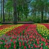 Tranh Kính Ốp Tường Hoa Tulip