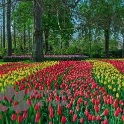 Tranh kính ốp tường hoa tulip