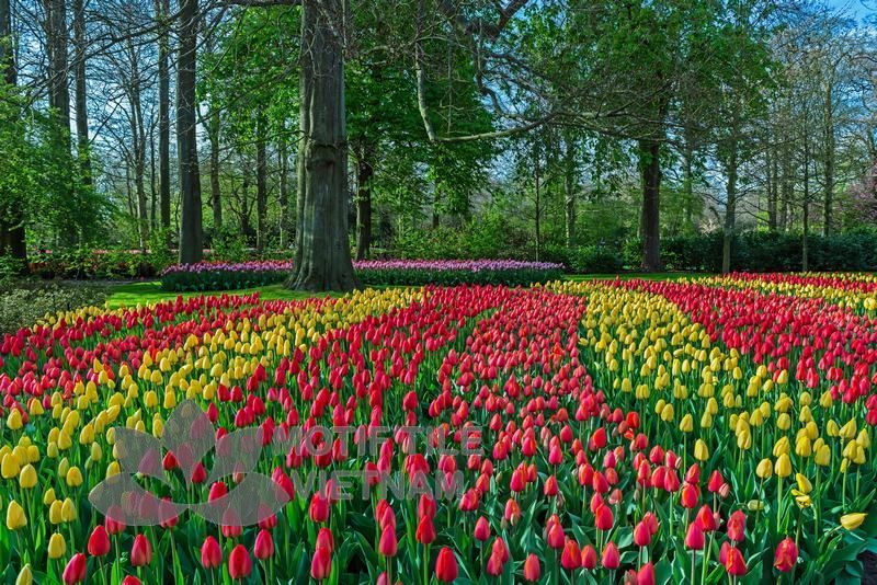 Tranh kính ốp tường hoa tulip 4 Tranh kính ốp tường hoa tulip
