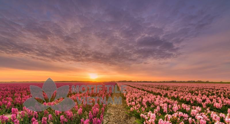 Tranh gạch ốp tường chủ đề nắng vàng 3 Tranh gạch ốp tường chủ đề nắng vàng