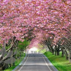 Tranh kính ốp tường hoa anh đào