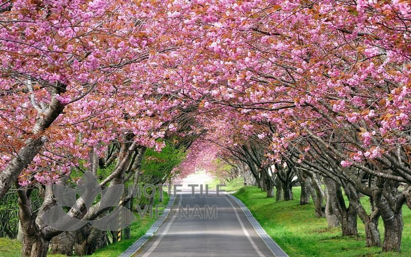 Tranh kính ốp tường hoa anh đào 2 Tranh kính ốp tường hoa anh đào