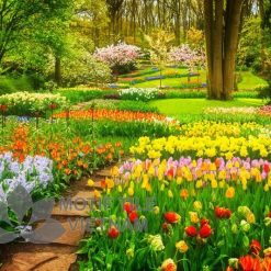 Tranh kính ốp tường hoa tulip 14 Tranh kính ốp tường hoa tulip