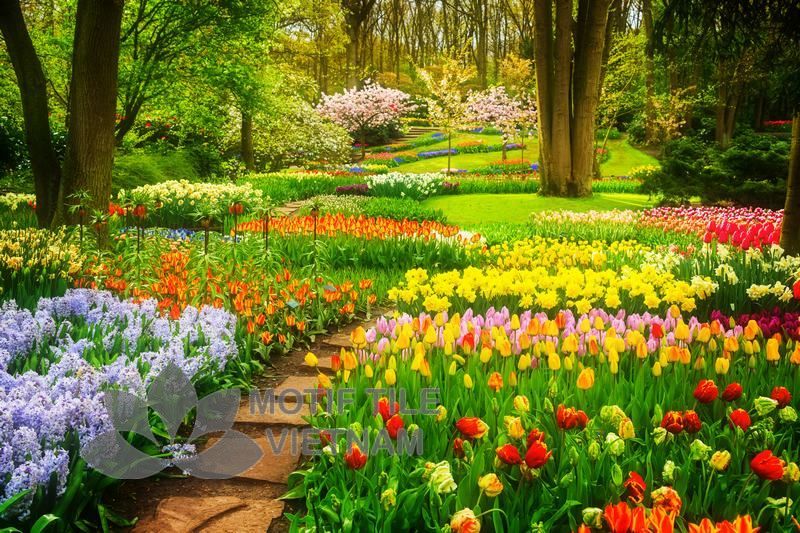 Tranh kính ốp tường hoa tulip 3 Tranh kính ốp tường hoa tulip