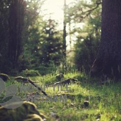 Tranh gạch ốp tường chủ đề rừng cây