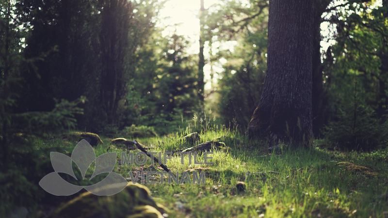 Tranh gạch ốp tường chủ đề rừng cây 2 Tranh gạch ốp tường chủ đề rừng cây