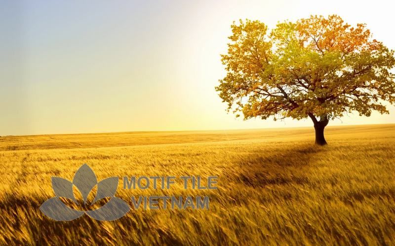 Tranh gạch ốp tường chủ đề nắng vàng 1 Tranh gạch ốp tường chủ đề nắng vàng