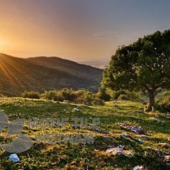 Tranh gạch ốp tường chủ đề nắng vàng