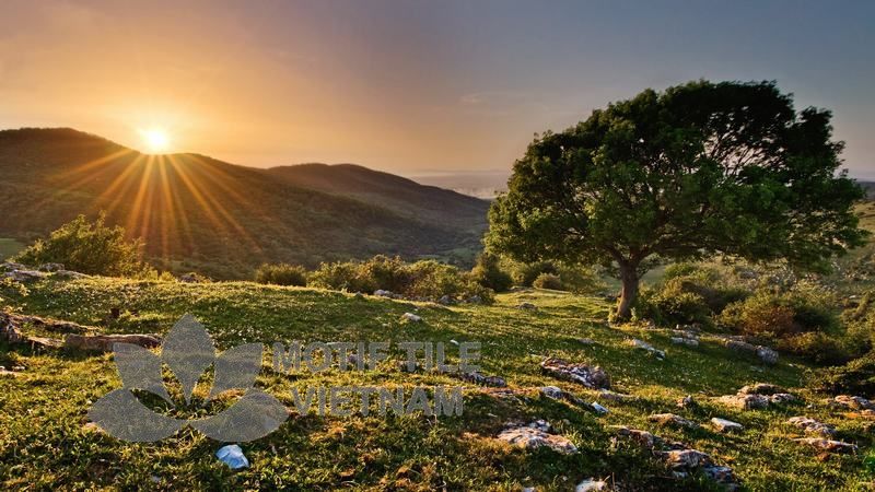 Tranh gạch ốp tường chủ đề nắng vàng 2 Tranh gạch ốp tường chủ đề nắng vàng