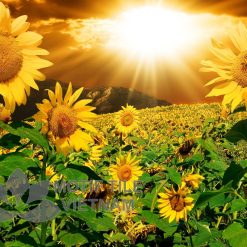 Gạch tranh ốp tường hoa hướng dương