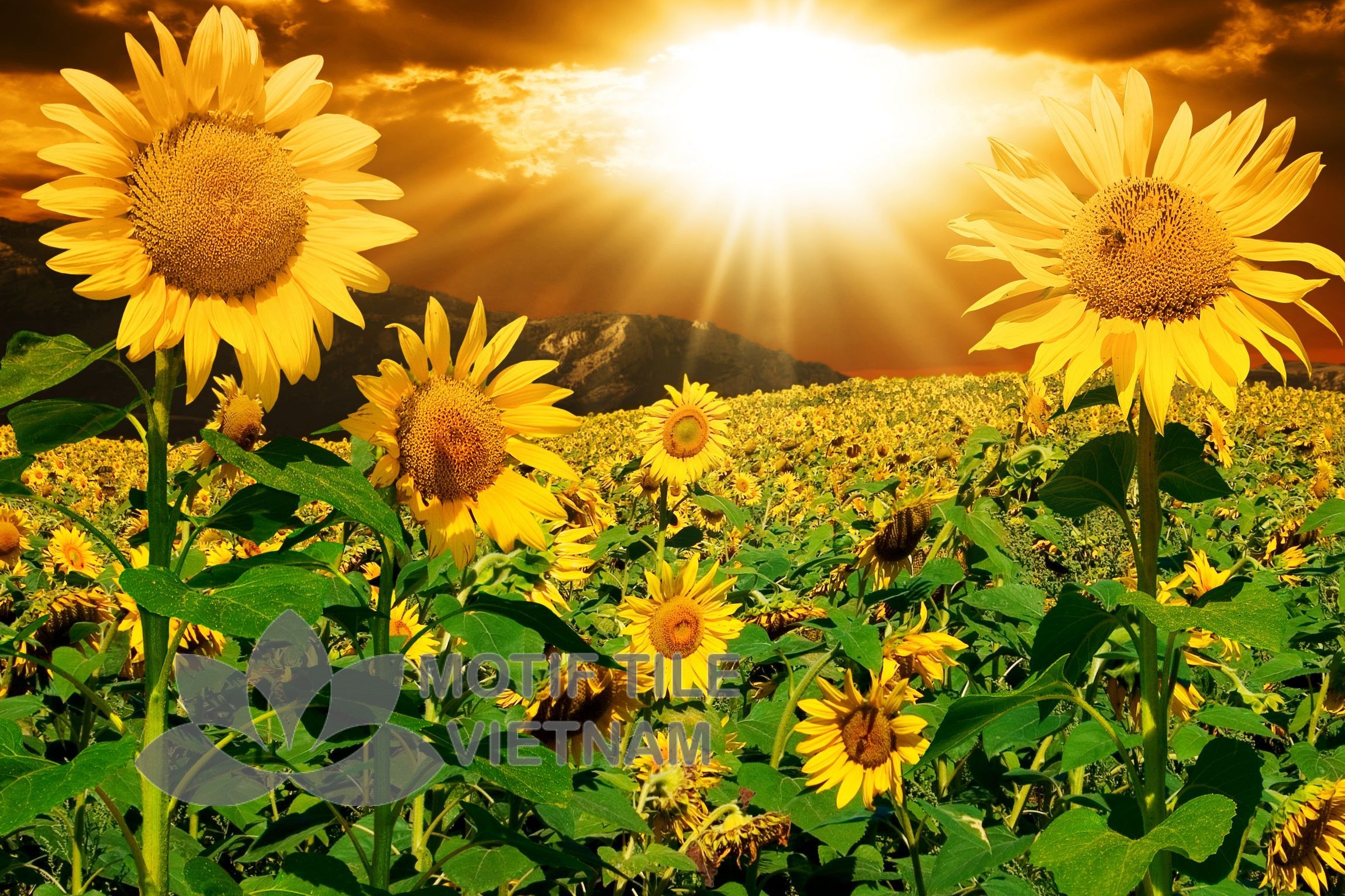 Gạch tranh ốp tường hoa hướng dương 1 Gạch tranh ốp tường hoa hướng dương