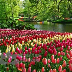 Tranh kính ốp tường hoa tulip 23 Tranh kính ốp tường hoa tulip
