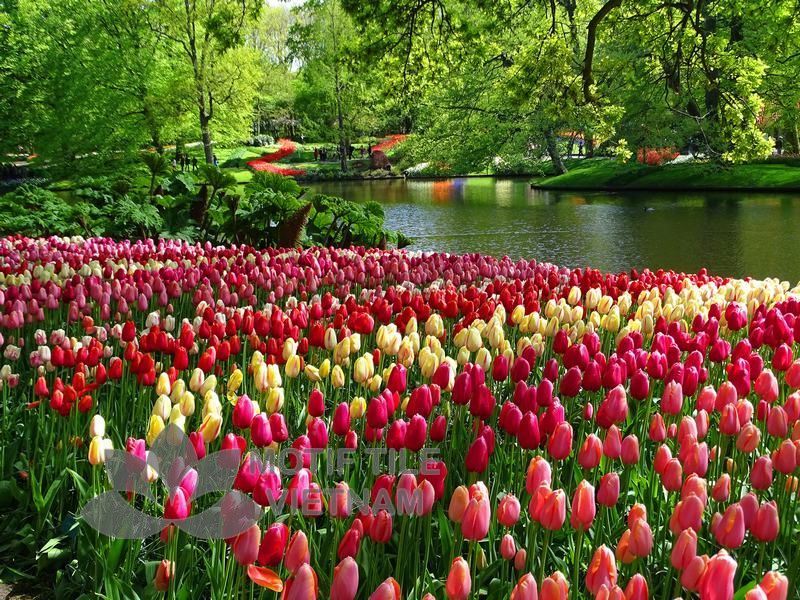 Tranh kính ốp tường hoa tulip 12 Tranh kính ốp tường hoa tulip