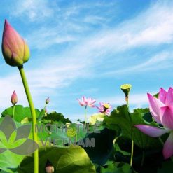 Gạch tranh phủ kính ốp tường 3d hoa sen