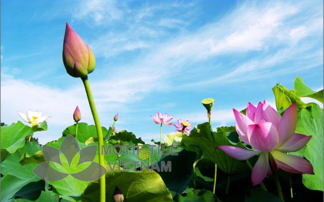 Gạch tranh phủ kính ốp tường hoa sen 2 Gạch tranh phủ kính ốp tường 3d hoa sen