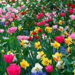 Tranh Kính Ốp Tường Hoa Tulip