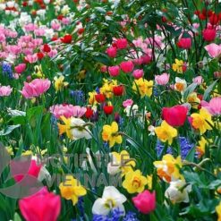 Tranh kính ốp tường hoa tulip