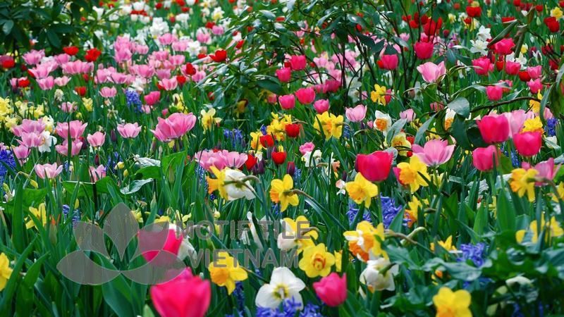 Tranh kính ốp tường hoa tulip 2 Tranh kính ốp tường hoa tulip