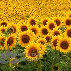 Gạch tranh ốp tường hoa hướng dương 15 tranh gach op tuong hinh hoa duong duong 20 Shop gạch trang trí cao cấp