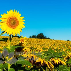 Gạch tranh ốp tường hoa hướng dương 11 tranh gach op tuong hinh hoa duong duong 28 Shop gạch trang trí cao cấp