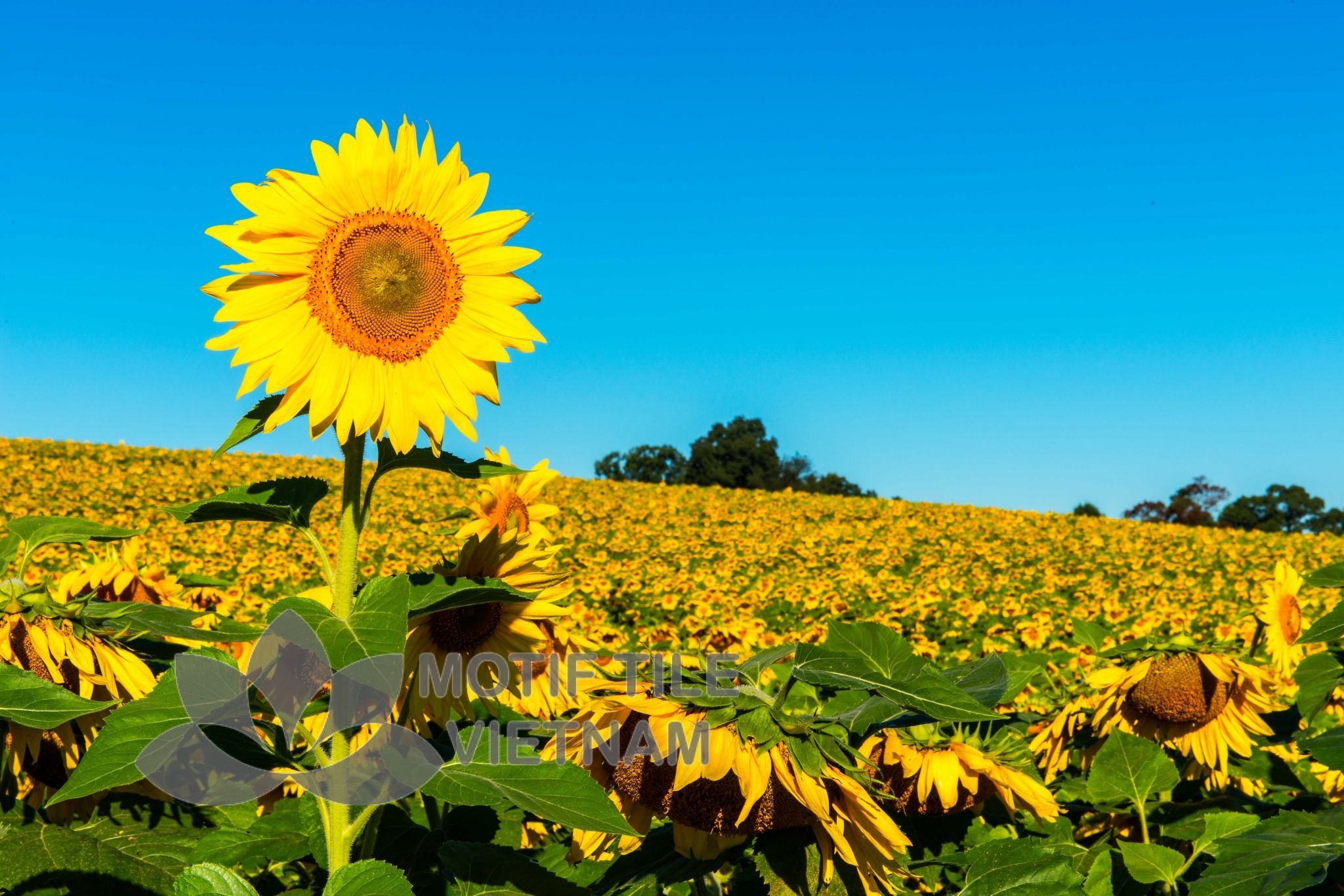 Gạch tranh ốp tường hoa hướng dương 2 Gạch tranh ốp tường hoa hướng dương - Hình ảnh 2