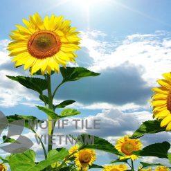 Gạch tranh ốp tường hoa hướng dương 17 tranh gach op tuong hinh hoa duong duong 3 Shop gạch trang trí cao cấp