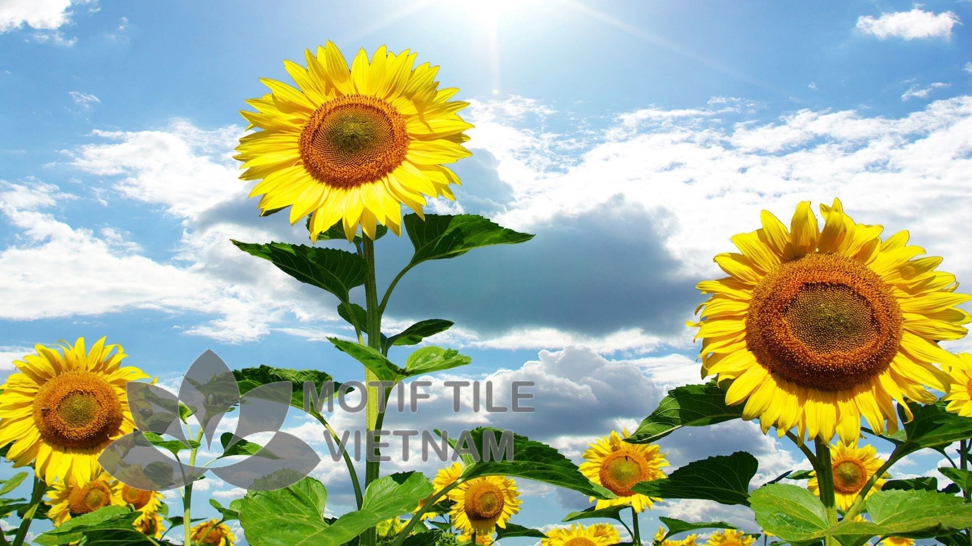 Gạch tranh ốp tường hoa hướng dương 8 Gạch tranh ốp tường hoa hướng dương - Hình ảnh 8