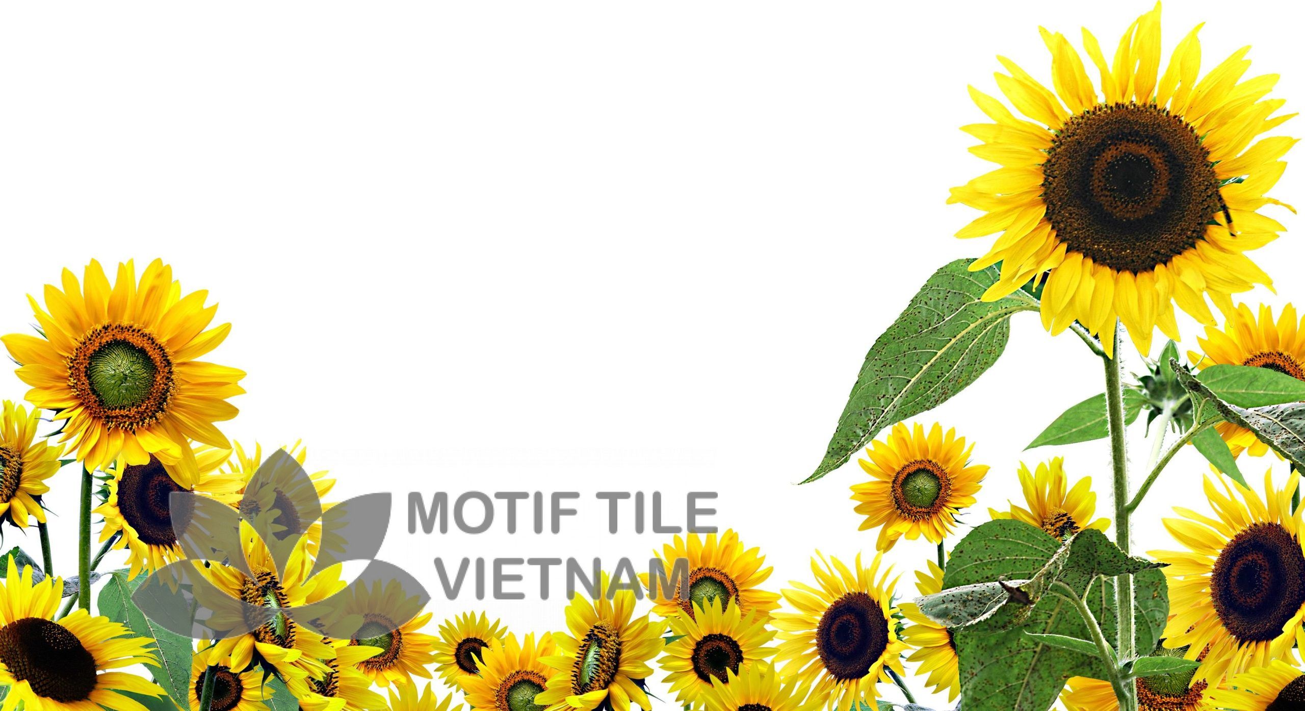 Gạch tranh ốp tường hoa hướng dương 3 Gạch tranh ốp tường hoa hướng dương - Hình ảnh 3