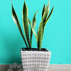 Chậu cây nhựa đan vuông vát thấp MT-P019