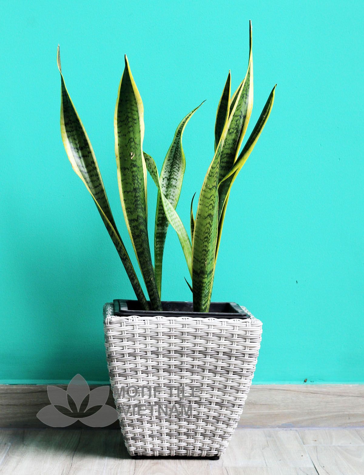 Chậu cây nhựa đan vuông vát thấp MT-P019 5 Chậu cây nhựa đan vuông vát thấp MT-P019